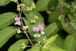 Chinese beautyberry